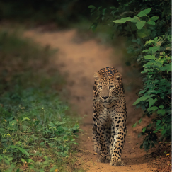 WILPATTU NATIONAL PARK